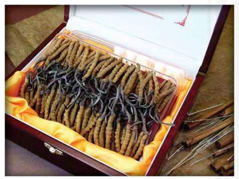 潮南冬虫夏草回收